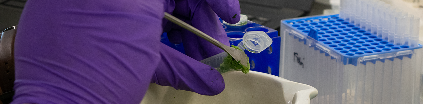 Hand with purple glove working with pipette in lab setting