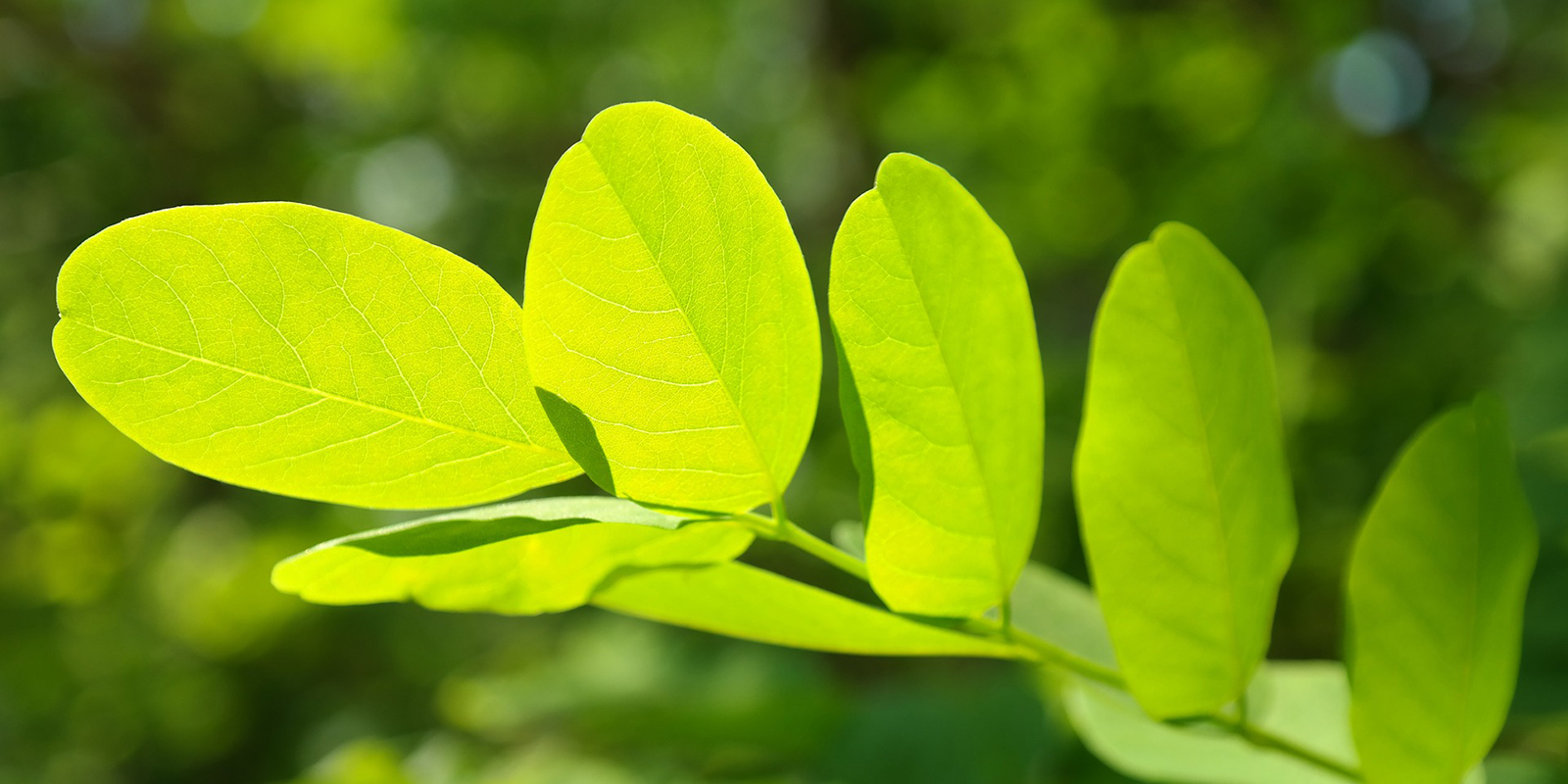 Branch of a green plant