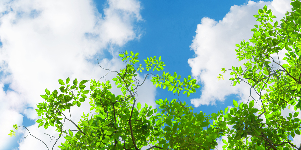 Image of trees and sky